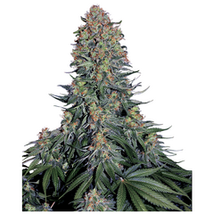 Product_Sensi Seeds Blue Skunk_Cannadusa_Marketplace_Buy