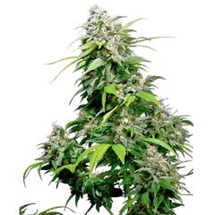 Product_Sensi Seeds California Indica_Cannadusa_Marketplace_Buy