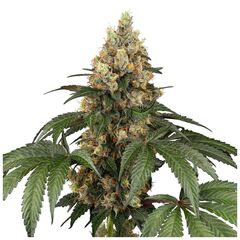 Product_Sensi Seeds Chocolate Rainbow XXL_Cannadusa_Marketplace_Buy