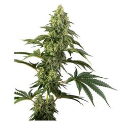 Product_Sensi Seeds Cosmic Kiss_Cannadusa_Marketplace_Buy