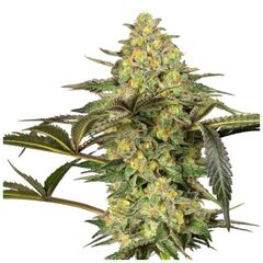Product_Sensi Seeds Grapevine Candy_Cannadusa_Marketplace_Buy