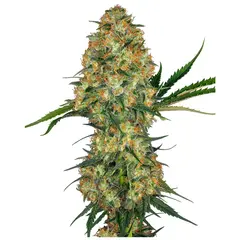 Product_Sensi Seeds Hindu Kush_Cannadusa_Marketplace_Buy