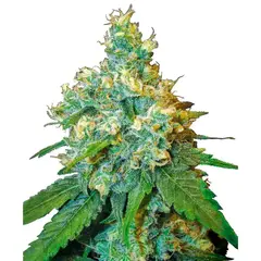 Product_Sensi Seeds Jack Herer_Cannadusa_Marketplace_Buy