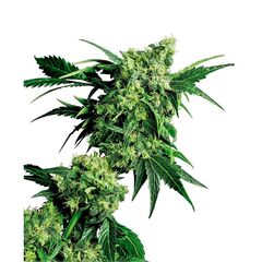 Product_Sensi Seeds Mr. Nice G13 X Hash Plant_Cannadusa_Marketplace_Buy