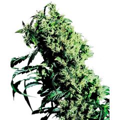 Product_Sensi Seeds Northern Lights #5 X Haze_Cannadusa_Marketplace_Buy