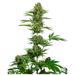 Product_Sensi Seeds Satin Black Domina CBD_Cannadusa_Marketplace_Buy