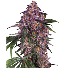 Product_Sensi Seeds Sensi Purple Kush_Cannadusa_Marketplace_Buy