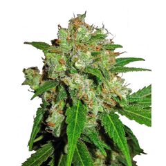 Product_Sensi Seeds Sensi Skunk_Cannadusa_Marketplace_Buy