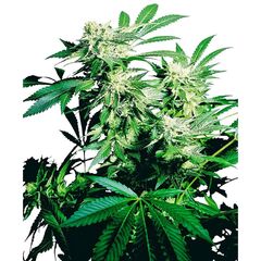 Product_Sensi Seeds Skunk Kush_Cannadusa_Marketplace_Buy