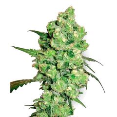 Product_Sensi Seeds Super Skunk_Cannadusa_Marketplace_Buy
