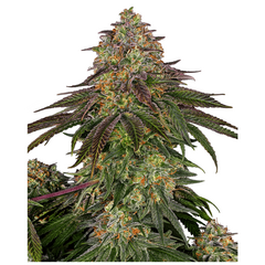 Product_Sensi Seeds Sweet Cherry Kush_Cannadusa_Marketplace_Buy