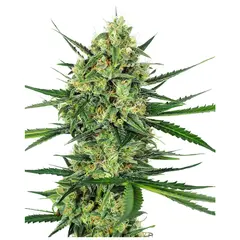Product_Sensi Seeds Tangerine Sugar_Cannadusa_Marketplace_Buy