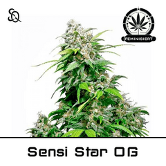 Product_Sensi Star OG_Cannadusa_Marketplace_Buy