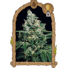 Product_Exotic Seed Sir Jack_Cannadusa_Marketplace_Buy