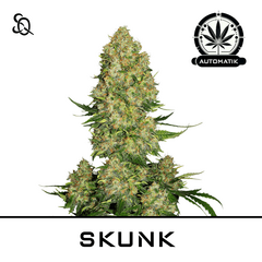 Product_Automatik Skunk_Cannadusa_Marketplace_Buy