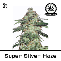 Product_Super Silver Haze_Cannadusa_Marketplace_Buy