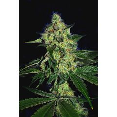 Product_The Cali Connection Sugarmill_Cannadusa_Marketplace_Buy