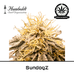 Product_SundogZ - Humboldt Seeds_Cannadusa_Marketplace_Buy
