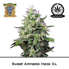 Product_Sweet Amnesia Haze XL Auto - Sweet Seeds_Cannadusa_Marketplace_Buy