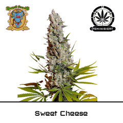 Product_Sweet Cheese – Sweet Seeds_Cannadusa_Marketplace_Buy
