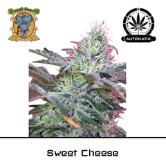 Product_Auto Sweet Cheese – Sweet Seeds_Cannadusa_Marketplace_Buy