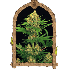 Product_Exotic Seed Tangerine Kush_Cannadusa_Marketplace_Buy