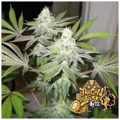 Product_The Cali Connection 78_Cannadusa_Marketplace_Buy