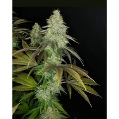 Product_The Cali Connection 818 Headband aka Sour OG_Cannadusa_Marketplace_Buy