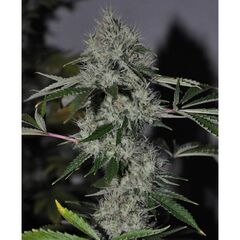 Product_The Cali Connection Chem 4 OG_Cannadusa_Marketplace_Buy