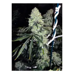 Product_The Cali Connection Deadhead OG_Cannadusa_Marketplace_Buy