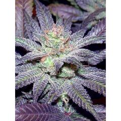 Product_The Cali Connection LA Affie_Cannadusa_Marketplace_Buy