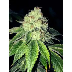 Product_The Cali Connection Lemon Tart_Cannadusa_Marketplace_Buy