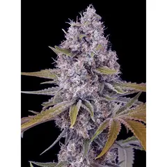 Product_The Cali Connection Tahoe OG Kush_Cannadusa_Marketplace_Buy