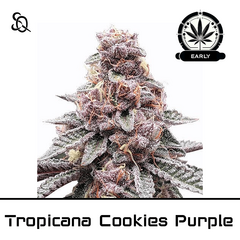 Product_Tropicanna Cookies Purple Early Version_Cannadusa_Marketplace_Buy