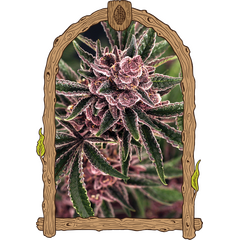 Product_Exotic Seed Tropical Fuel_Cannadusa_Marketplace_Buy