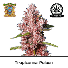 Product_Tropicanna Poison F1 Fast - Sweet Seeds_Cannadusa_Marketplace_Buy