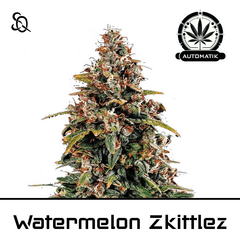 Product_Automatik Watermelon Zkittlez_Cannadusa_Marketplace_Buy