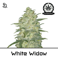 Product_Automatik White Widow_Cannadusa_Marketplace_Buy