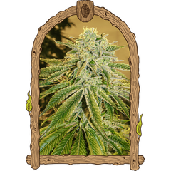 Product_Exotic Seed White Banana Auto_Cannadusa_Marketplace_Buy
