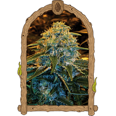 Product_Exotic Seed Z&Z_Cannadusa_Marketplace_Buy