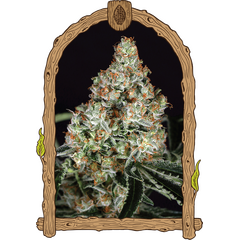 Product_Exotic Seed Zkittalicious_Cannadusa_Marketplace_Buy