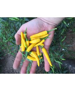 Product_Chili CA13_Cannadusa_Marketplace_Buy