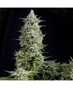 Amnesia Gold - Photodependent - Pyramid Seeds