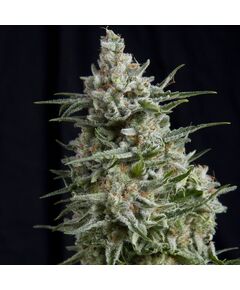 Anesthesia - Photoadependent - Pyramid Seeds