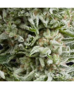 Auto Amnesia Gold - Autoflowering-Samen - Pyramid Seeds - Cannabissamen