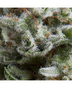 Auto Anesthesia - Autoflowering-Samen - Pyramid Seeds