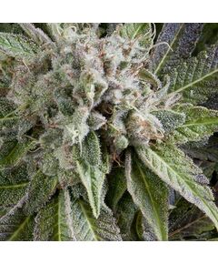 Auto Blue Pyramid - Autoflowering-Samen - Pyramid Seeds