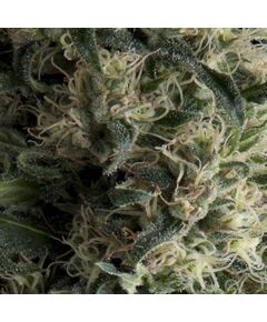 Produkt_Auto Galaxy - Autoflowering-Samen - Pyramid Seeds, Paket Einheiten: 1 Samen / Packung__Cannadusa_Marktplatz_Kaufen