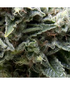 Auto New York City CBD - CBD Samen - Pyramid Seeds