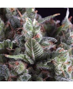 Auto Olympia - Autoflowering-Samen - Pyramid Seeds